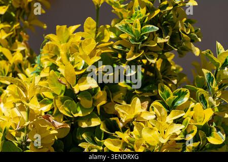 Arbuste euonymus doré brillant avec feuillage jaune et vert panaché poussant dans un jardin paysager sous des conditions de lumière du jour ensoleillée Banque D'Images