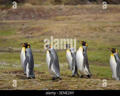 Manchot royal (Aptenodytes patagonicus), baie de Fortuna sur l'île de Géorgie du Sud dans l'Atlantique Sud. Antarctique, Géorgie du Sud, baie de Fortuna Banque D'Images