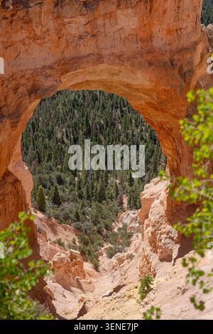 Arc de roche naturel encadrant une forêt de pins verts dans un canyon rouge, avec pierre ensoleillée et feuilles molles au premier plan, montrant un paysage désertique pittoresque et Banque D'Images