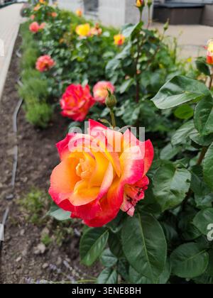 Belle rose bicolore rouge et jaune floraison sur parterre de fleurs dans le parc de la ville. Banque D'Images