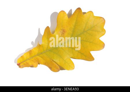 feuille de chêne jaune isolée sur fond blanc Banque D'Images