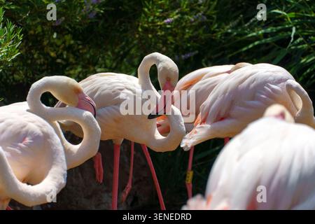 Un groupe d'élégants grands flamants roses préservant leurs plumes roses et blanches douces devant le feuillage vert Banque D'Images