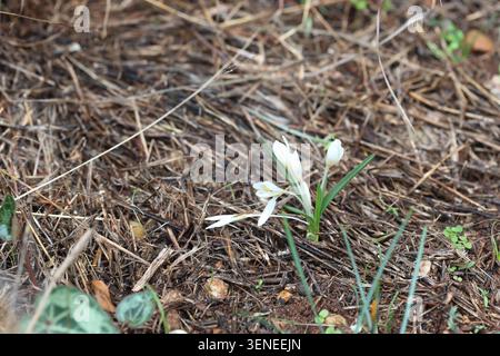 crocus sp sauvage en méditerranée Banque D'Images