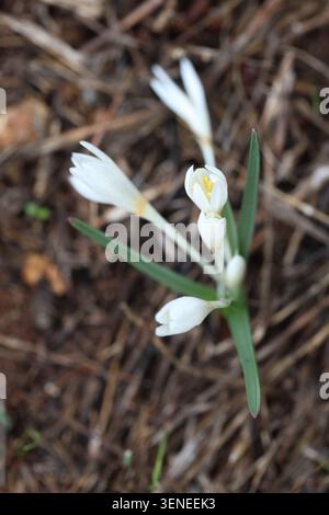 crocus sp sauvage en méditerranée Banque D'Images