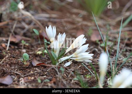 crocus sp sauvage en méditerranée Banque D'Images