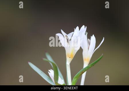 crocus sp sauvage en méditerranée Banque D'Images