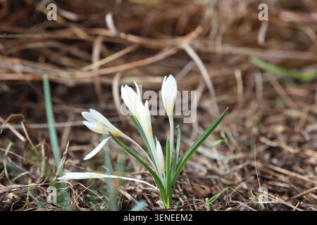 crocus sp sauvage en méditerranée Banque D'Images