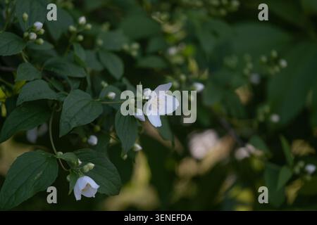 Délicates fleurs de jasmin blanc et bourgeons fleurissant au milieu d'un feuillage vert luxuriant dans un cadre de jardin. Scène printanière naturelle représentant le renouvellement saisonnier, gar Banque D'Images