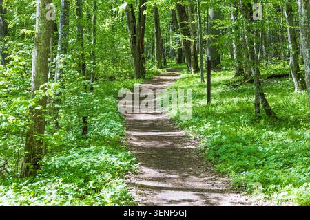Sentier de randonnée paisible entouré d'arbres verdoyants dans un cadre forestier calme Banque D'Images