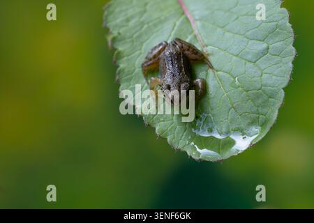 Minuscule girouette vue d'en haut sur une feuille verte humide avec des gouttes d'eau Banque D'Images