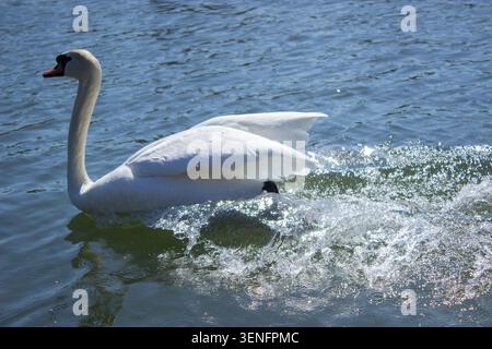 Cette spectaculaire photographie animalière dynamique montre un seul grand cygne blanc muet se déplaçant rapidement sur une large surface bleue de la rivière par une chaude journée de printemps ensoleillée. La caméra capture le sauvage gracieux Banque D'Images
