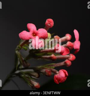 Une photo macro détaillée capturant un groupe vibrant de fleurs et de bourgeons roses sur un fond sombre et minimaliste. Banque D'Images