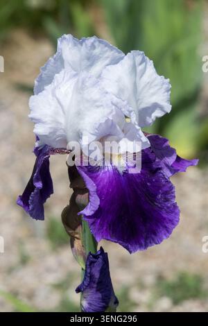 Grands drapeaux de fleurs d'iris blanc et violet à motif iris « Snowmound » Banque D'Images
