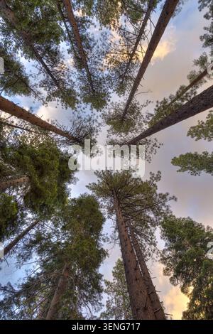 Une vue panoramique verticale spectaculaire à grand angle capturant des canopées de pins majestueux sur un terrain de camping près du lac Fallen Leaf et du lac Tahoe Banque D'Images