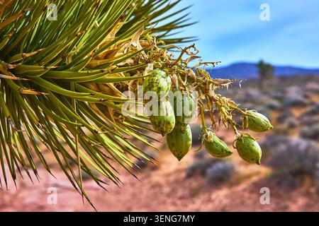 Joshua Tree Seed Pod détail avec paysage désert en flou Banque D'Images