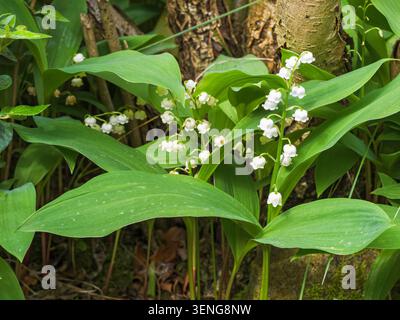 Fleurs en forme de cloche et feuilles du lis de la plante de la vallée, Convallaria majalis. Banque D'Images