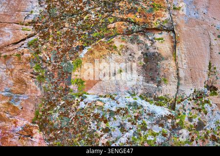 Gros plan des motifs de lichen et de mousse sur la texture colorée de Desert Rock Banque D'Images