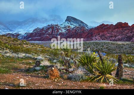 Montagnes enneigées de Red Rock Canyon et arbres Joshua dans le paysage du désert du Nevada Banque D'Images