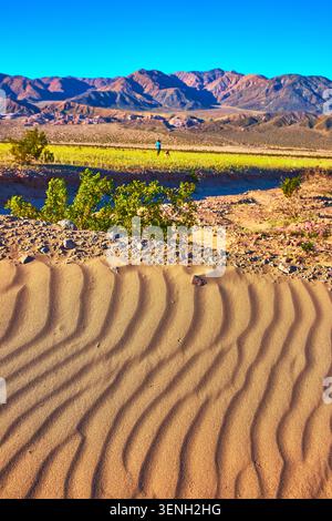 Les dunes de sable dessinent un désert en fleurs et des montagnes escarpées au lever du soleil Banque D'Images