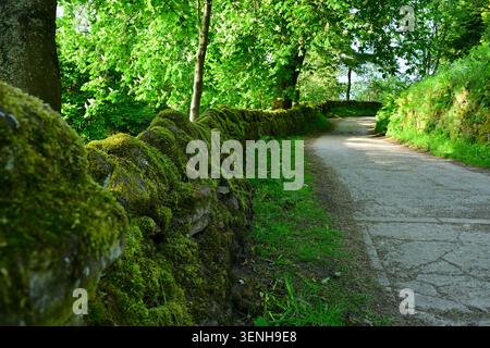 Mur de pierre couvert de mousse à côté du sentier forestier ombragé sinueux Banque D'Images