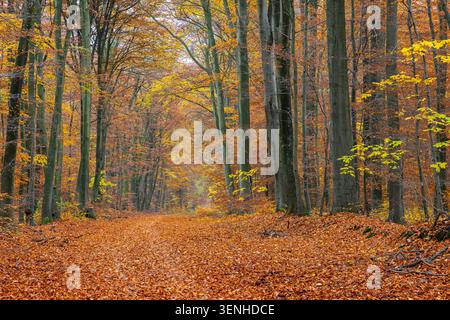 Route forestière et hêtres européens / hêtres communs avec feuillage dans les couleurs d'automne jaune, brun et vert / couleurs d'automne dans les bois à feuilles larges Banque D'Images