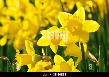 Jonquille (narcisse), gros plan montrant une seule fleur ouverte rétro-éclairée poussant entre autres dans un parc public au printemps. Banque D'Images
