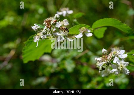 Une abeille active atterrit sur une délicate fleur de mûre blanche pour recueillir le nectar et le pollen, jouant un rôle vital dans la pollinisation car elle fourrière pour se nourrir Banque D'Images