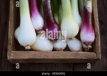 Bulbes d'oignon blanc et violet disposés dans une caisse en bois, composition rustique. Des échalotes fraîches, des légumes cultivés à la ferme vibrants Banque D'Images