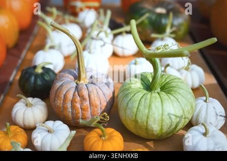 Citrouilles mélangées avec des gourdes blanches disposées à la lumière du jour douce sur une table en bois. Composition automnale rustique, courge ornementale et décor de Thanksgiving Banque D'Images