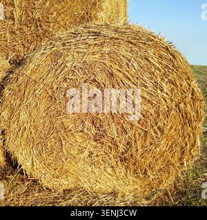 Meule de foin ronde dorée sur un champ agricole. Balle de paille sèche après la récolte du blé. Concept d'automne et de récolte Banque D'Images