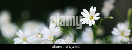 Photo rêveuse de petites fleurs de printemps blanches Starwort sur fond flou foncé dans un format panoramique extra large Banque D'Images