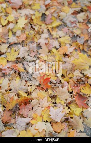 Feuilles d'érable d'automne colorées couvrant le sol Banque D'Images