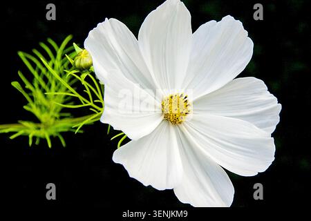 Fleur de cosmos blanche brillante sur un fond sombre, ses pétales délicats et son centre doré créant un contraste saisissant. Banque D'Images