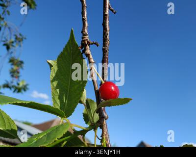 Un seul fruit de cerise rouge mûr suspendu à une branche d'arbre contre un ciel bleu clair. Banque D'Images