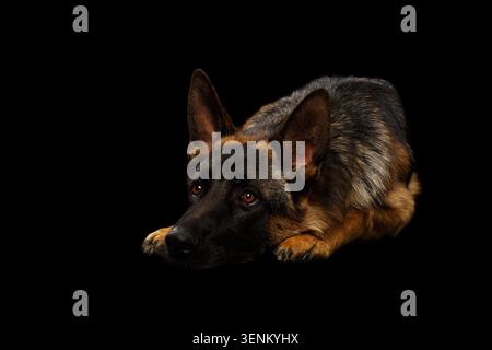 Chien Berger allemand couché la tête en bas sur les pattes sur fond noir avec espace de copie, expression triste et ennuyée, portrait de studio Banque D'Images