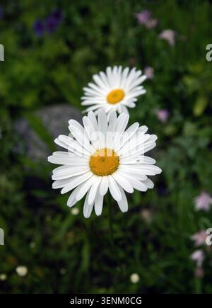 Fleur de Marguerite. Photo : Bo Arrhed Banque D'Images