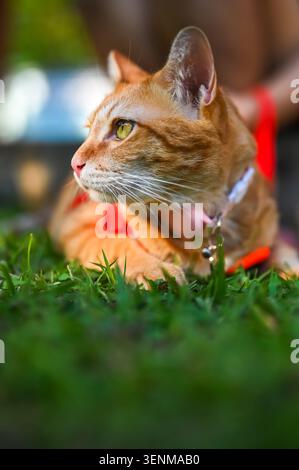 Un portrait d'un chat gingembre dans un harnais rouge se reposant et regardant au loin. Banque D'Images