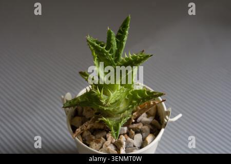 Jeune plante d'aloe vera dans un pot blanc simple. Les feuilles vertes et épaisses s'élèvent du sol rocheux. Pot repose sur la surface grise texturée. La plante semble saine et comp Banque D'Images