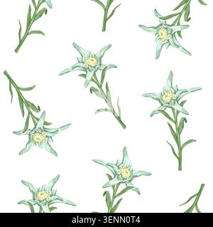 Un motif naturel avec une fleur edelweiss vibrante Banque D'Images