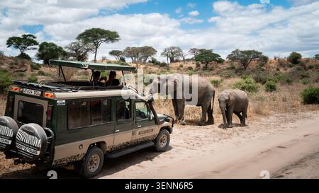 Traversée d'éléphant et de veau adulte devant un véhicule de safari lors d'un parcours de chasse, parc national de Tarangire, Tanzanie, Afrique. 2024. Banque D'Images