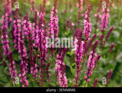 Belles fleurs roses de Salvia nemorosa (sauge des bois) dans le jardin Banque D'Images