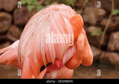 Vue macro abstraite du plumage rose éclatant d'un flamant rose tout en repliant sa tête pour préparer son ventre Banque D'Images