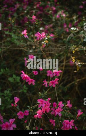Fleurs d'azalée rose vibrante en pleine floraison Banque D'Images