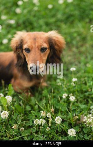 Chien de teckel à poil long debout dans l'herbe verte avec du trèfle Banque D'Images
