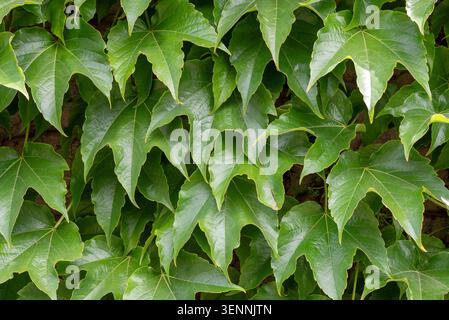 Parthenocissus tricuspidata, communément connu sous le nom de lierre Boston, lierre raisin, lierre japonais, et aussi comme crampon japonais Banque D'Images