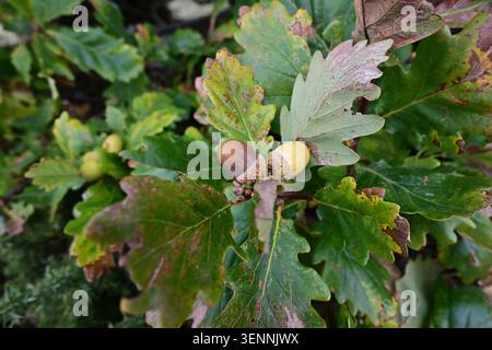Glands sur le chêne automne écosse Banque D'Images