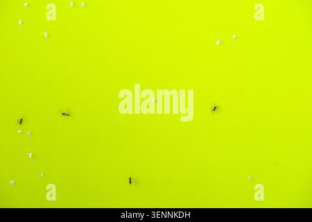 Vue rapprochée de petits insectes volants capturés sur un piège collant jaune vif utilisé pour la surveillance et la lutte antiparasitaire. spe agricole et horticole Banque D'Images