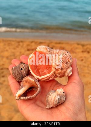Coquilles de rapana de mer dans une main sur un fond de plage de sable Banque D'Images