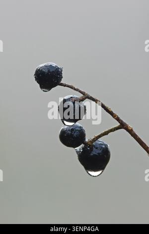 Wild Privet (Ligustrum vulgare) baies de rosée gouttes d'eau Norfolk novembre 2025 Banque D'Images