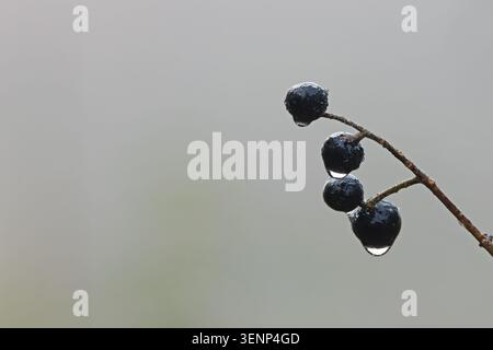 Wild Privet (Ligustrum vulgare) baies de rosée gouttes d'eau Norfolk novembre 2025 Banque D'Images